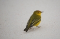 140 Yellow warbler02